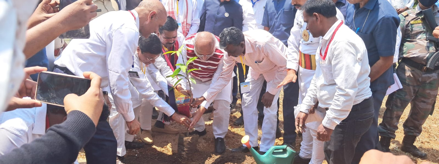 Tree Plantation